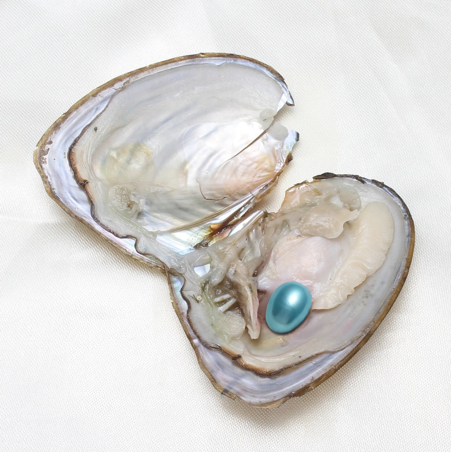50PCs/Lot Vacuum Pack Oyster Wish Pearl Kit Oyster Beautiful DIY Accessories Gift about 7-8mm Freshwater Pearl Highquality Pearl