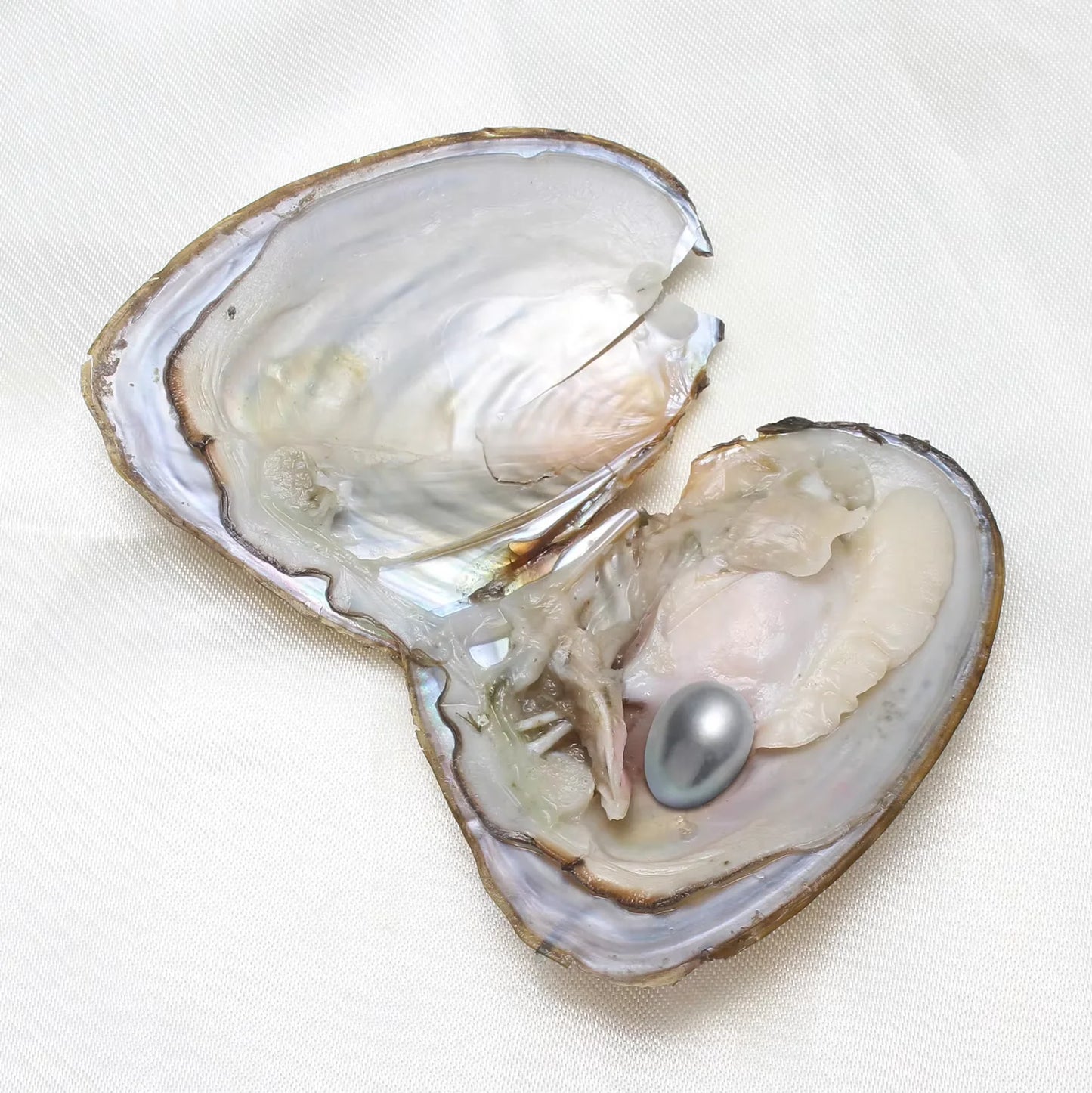 50PCs/Lot Vacuum Pack Oyster Wish Pearl about 7-8mm Freshwater Pearl Oyster DIY Jewelry Accessories Gift High-quality Pearl Bead